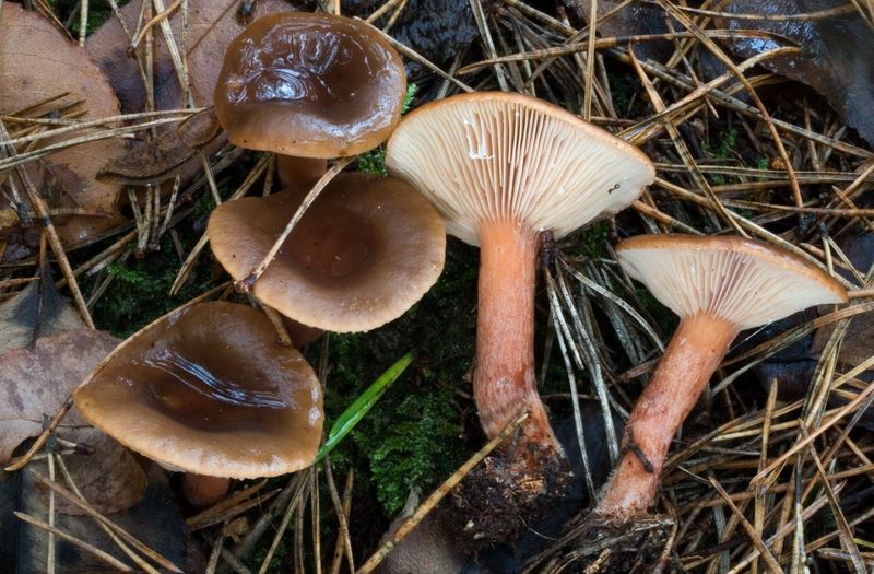 Lactarius hepaticus